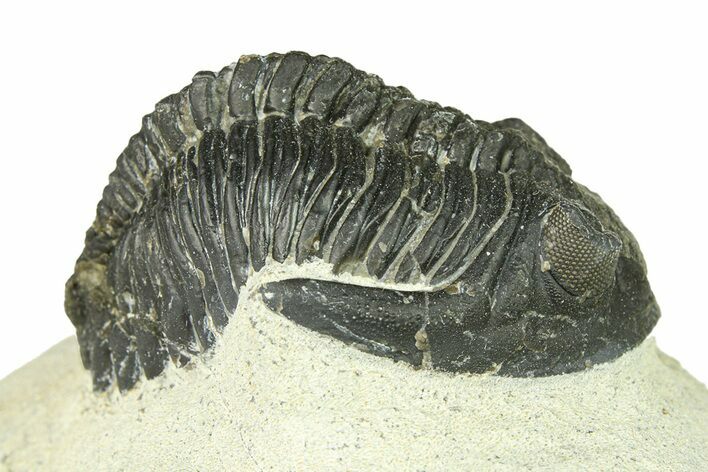 Bargain, Hollardops Trilobite Fossil - Ofaten, Morocco #287466